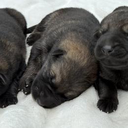 Gray - Sable male German Shepherd puppy in Buffalo, West Virginia from Z Tykev Vino LLC