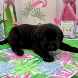 Green - Black male Labrador Retriever puppy in Heath Springs, South Carolina from Rich Hill Retrievers