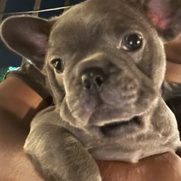 French Bulldog Puppies from Luxury French Bulldogs