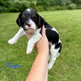 Tempo - Tri-color male Cavapoo puppy in Midland, Michigan from Northern Charm Farm
