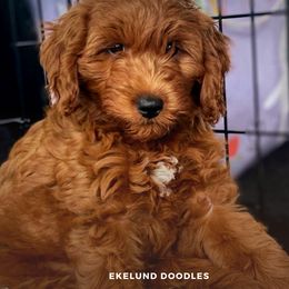 Bernedoodles and Goldendoodles from Ekelund Doodles