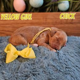 Chick - Red  female Goldendoodle puppy in Haughton, Louisiana from Bailey’s Cajun Canines