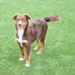 Blaze Bear - Miniature Australian Shepherd