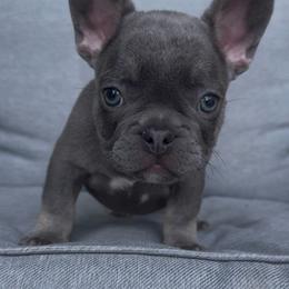 Blue and Tan Boy (Blue Collar)(Truly x Drip) - Tricolors male French Bulldog puppy in Gulf Breeze, Florida from SW Frenchies