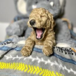 Cockapoo and Goldendoodle Puppies from Capital Doodles