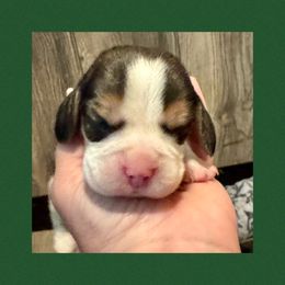 Green - Black tan and white male Beagle puppy in Viper, Kentucky from Mountain Top