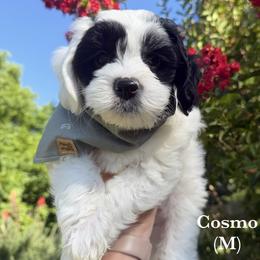 Cosmo - Black and chalk male Australian Labradoodle puppy in Citrus Heights, California from Elite Blend Labradoodles