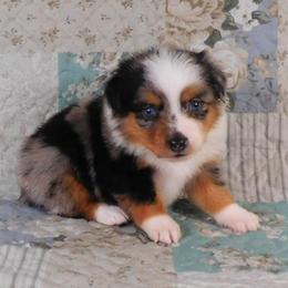Wish - Blue merle female Toy Australian Shepherd puppy in Okeana, Ohio from Fetching Toy Aussies