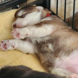HEX,  red collar - Red and white female Alaskan Malamute puppy in Grayson County, Virginia from River Bend Malamutes
