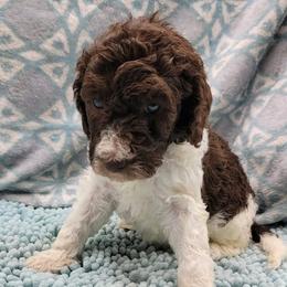 Poodle Puppies from Heather Niemotka
