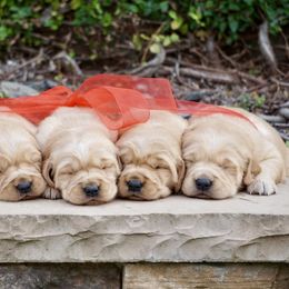 Golden Retriever puppies from California Spaniels