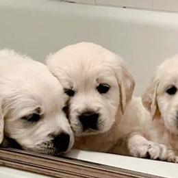 Golden Retrievers from Puppy Love, Hall's Goldens
