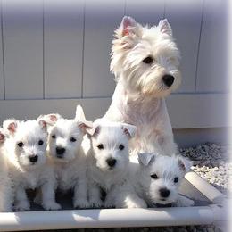West Highland White Terriers from Wildwood Westies