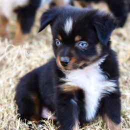 Miniature Australian Shepherds and Toy Australian Shepherds from CM Ranch Aussies