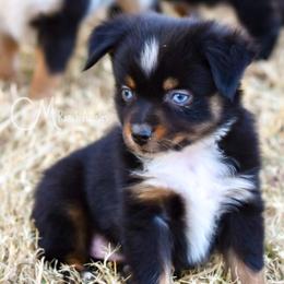 Miniature Australian Shepherds and Toy Australian Shepherds from CM Ranch Aussies