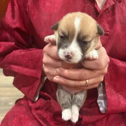 Roger - Red male Pembroke Welsh Corgi puppy in Delton, Michigan from CorGizmo