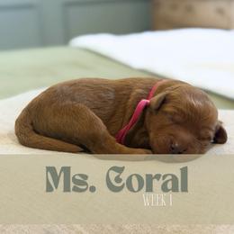 Ms. Coral - Red  female Goldendoodle puppy in Pensacola, Florida from Ruby Pupper Doodles