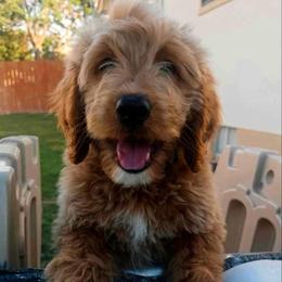 Goldendoodle All Grown Up from Jenny’s doodles