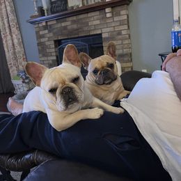 French Bulldog All Grown Up from Head Turner Kennels, LLC