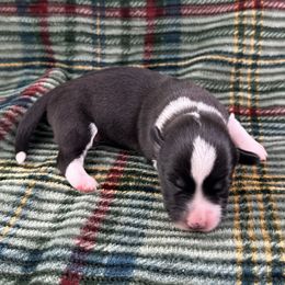 Blitzen - Brindle and white male American Corgi puppy in Waskom, Texas from Piney Woods Corgis