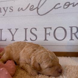 Girl 1 - Yellow and white female Bernedoodle puppy in Gilbert, Arizona from LittleLegacyDoodles