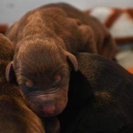 Girl 3 - Red and rust female Doberman Pinscher puppy in Overton, Texas from Obsidian Kennel