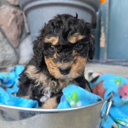 Brody - Tri-color male Bernedoodle puppy in Blackfoot, Idaho from Draper Mountain Doodles