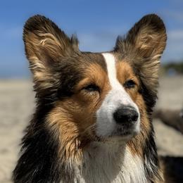 Mookie - Pembroke Welsh Corgi