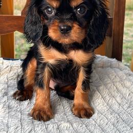 Rocky - Black and tan male Cavalier King Charles Spaniel puppy in Caldwell, Idaho from Treasure Valley Poodles