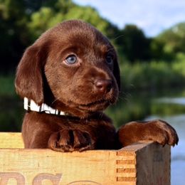 Labrador Retrievers from Champion Retrievers, Inc
