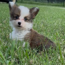 Bug - Red male Pembroke Welsh Corgi puppy in Decatur, Texas from Bar S Corgis