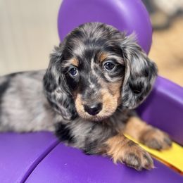 Boy 1 - Dapple male Dachshund puppy in Chicago, Illinois from RGZ Doxies