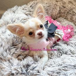 Poison Ivy - Cream and white female Chihuahua puppy in Anderson, South Carolina from Lil Treasures Chihuahuas