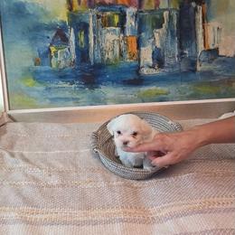Bella - White female Maltese puppy in Brooksville, Florida from Vega's Maltese