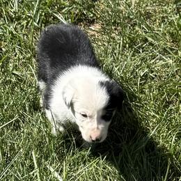 2 Tone - Black and white male Border Collie puppy in Salem, Indiana from Hidden Creek