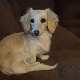 Phoebe Buffay - Dachshund