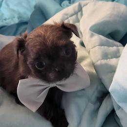 Keenko - Lilac male Shih Tzu puppy in Newport, Arkansas from Gina's Lil Zues and Yorkies Kennel