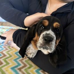 Flash - Black white and brown male Basset Hound puppy in Adrian, Michigan from Seymour Hounds