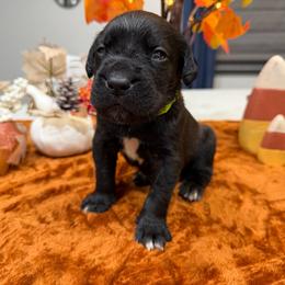 Green collar Male - Black male Cane Corso puppy in St. Augustine, Florida from RG2 Cane Corsos
