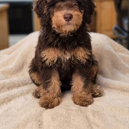 Fox - Tri-color female Bernedoodle puppy in Milton, Florida from Sutton Place Doodles