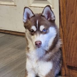 prince - Pomsky