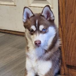 prince - Pomsky