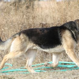 German Shepherds from Legacy German Shepherds