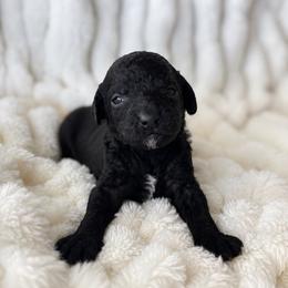 Fudge - Black female Poodle puppy in Calimesa, California from Teakwoodpoodleofsocal