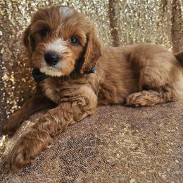Goldendoodle Puppies from KK's Doodle Bunch
