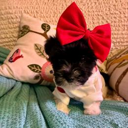 Emmie - Parti female Yorkshire Terrier puppy in Yuma, Arizona from Yuma Yorkie