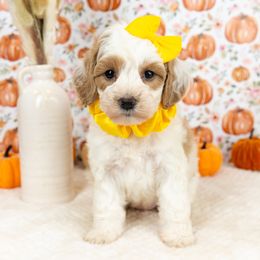 Cockapoo Puppies from Firm Foundation Cockapoos