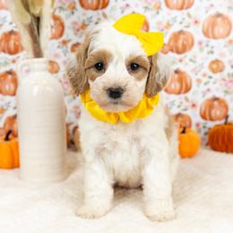 Cockapoo Puppies from Firm Foundation Cockapoos