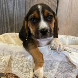 Beagles and Dachshunds from Dells  Dachshund’s
