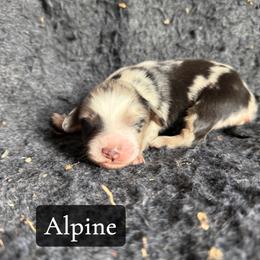 Alpine - Blue merle male Toy Australian Shepherd puppy in Medical Lake, Washington from MAS Gone Rogue